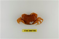 藏品(蔡氏澤蟹)的圖片